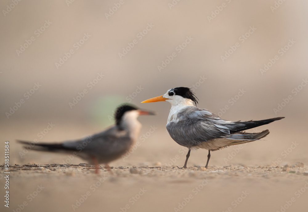 Lesser Crested Tern perched on ground at tubli, Bahrain Lesser Crested Tern perched on ground at tubli, Bahrain
