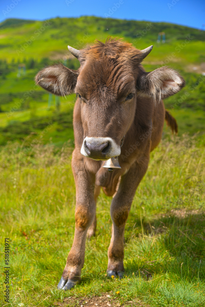 a series of photos of a high-mountainous alpine breed dairy cow