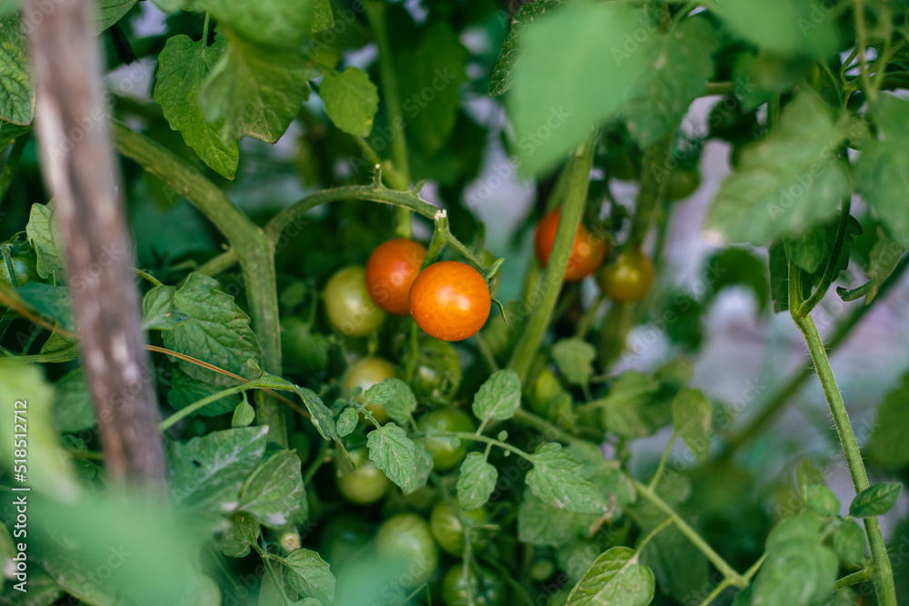 home cultivation of cherry tomatoes on the vine, branch of tomatoes ripening in the home garden