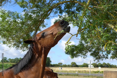 Fotografia Un cheval mange des feuilles dans un arbre. Portrait d'un cheval