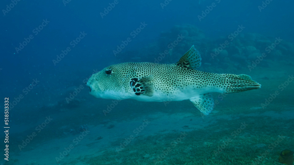 Close-up of Pufferfish slowly swims in the blue water. Blackspotted Puffer (Arothron stellatus), Red sea, Egypt Close-up of Pufferfish slowly swims in the blue water. Blackspotted Puffer (Arothron stellatus), Red sea, Egypt