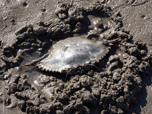 A crab burrows into the sand at low tide, Albania. photo