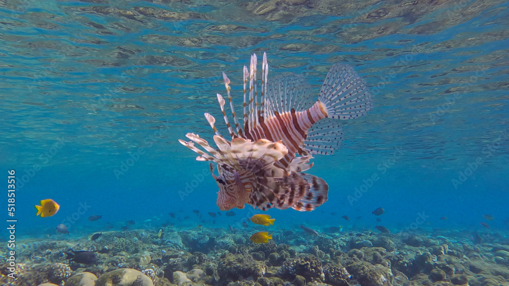 Fototapeta premium Common Lionfish or Red Lionfish (Pterois volitans) swim near coral reef. Red sea, Egypt