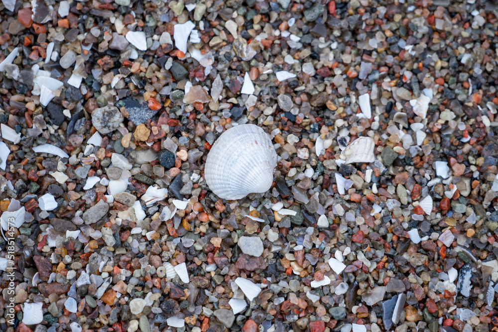shells at the beach on sand