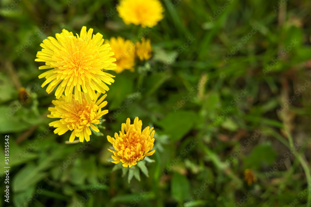 Beautiful bright yellow dandelions growing outdoors, closeup Beautiful bright yellow dandelions growing outdoors, closeup