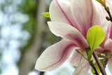 Magnolia tree with beautiful flowers on blurred background, closeup. Space for text