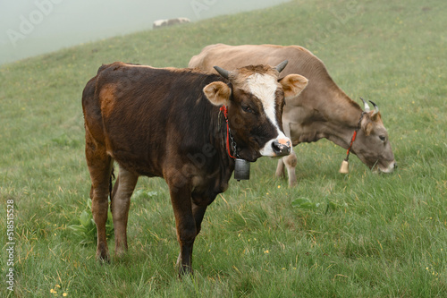 Cows graze in a meadow in the fog, Carpathian cows in Ukraine, mountain cows graze in the fog with a bell.