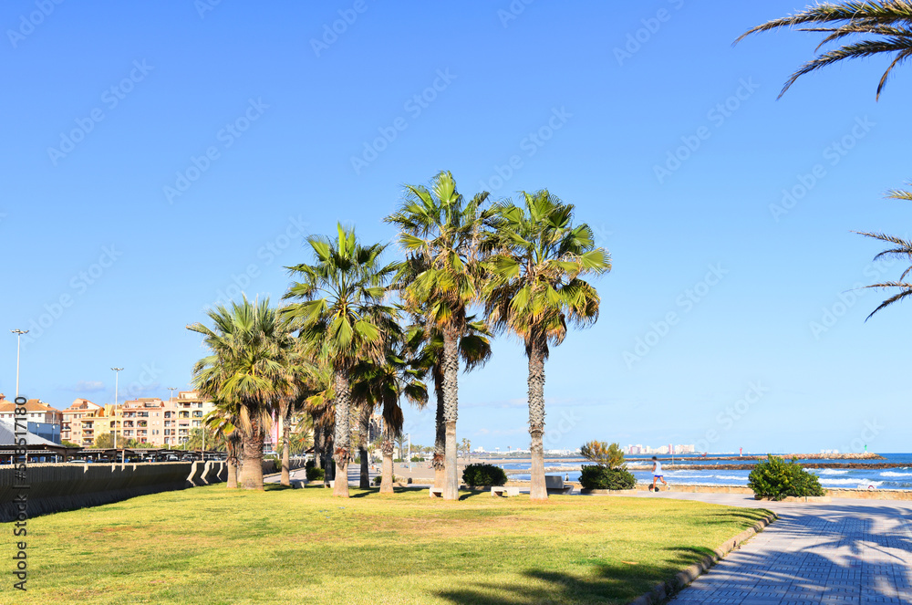 Palm trees near coastline against blue sky. Male person during a morning running along the beach by sea. Shoreline location near the Port of Saplaya. Runner on jogging at sea shore. Jog on resort.