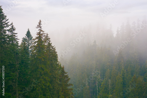 spruce forest on a misty autumn day. moody nature background with overcast sky