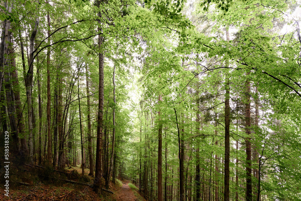 Fototapeta premium Tall trees of the Carpathian forests, a nature reserve in the Carpathians.