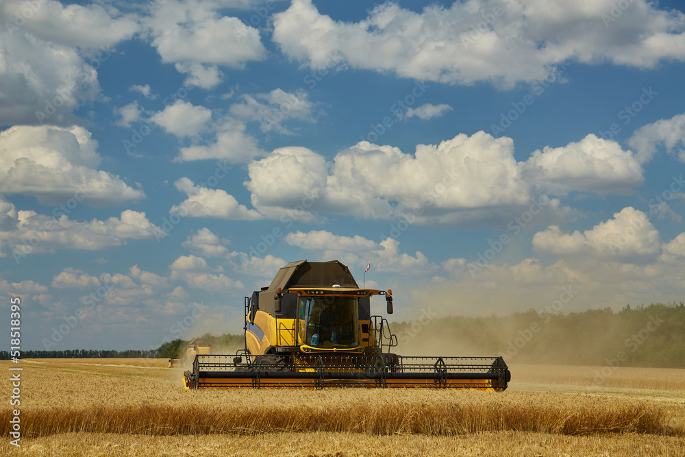 Fototapeta premium Combine Harvester Cutting Wheat, Summer Landscape of endless