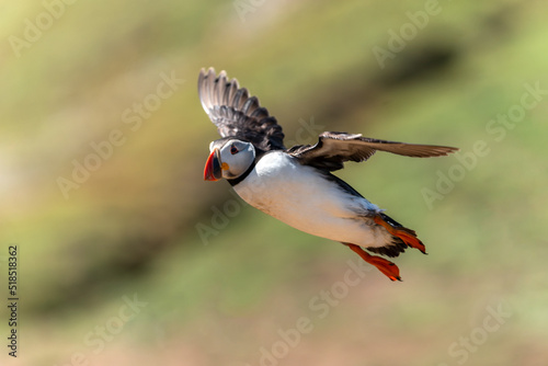 Common Atlantic Puffin (Fratercula artica) bird in flight with a blue sky and copy space, a migrating bird that can be found flying on Skomer Island Pembrokeshire South Wales UK, stock photo image