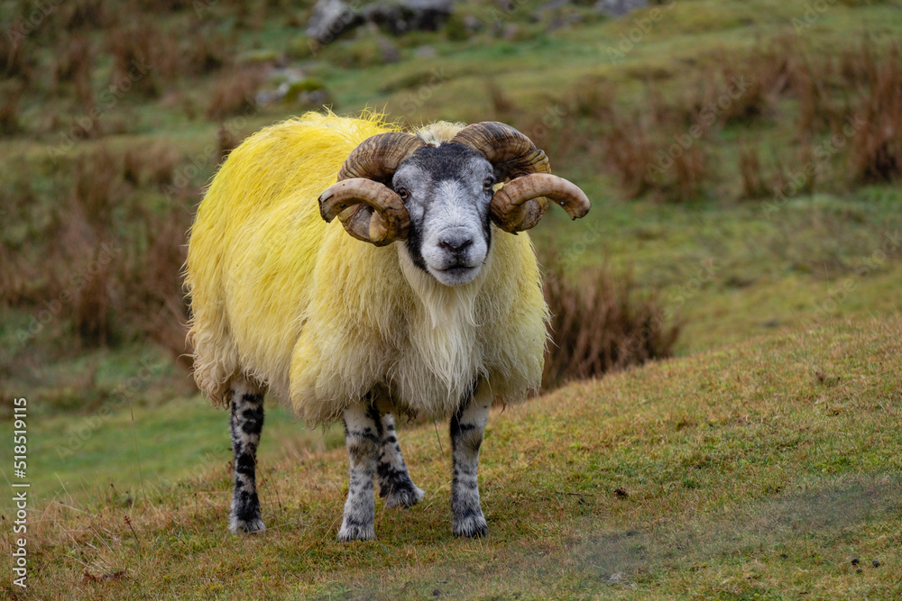 cordero semental, valle de Quiraing, Highlands, Escocia, Reino Unido cordero semental, valle de Quiraing, Highlands, Escocia, Reino Unido