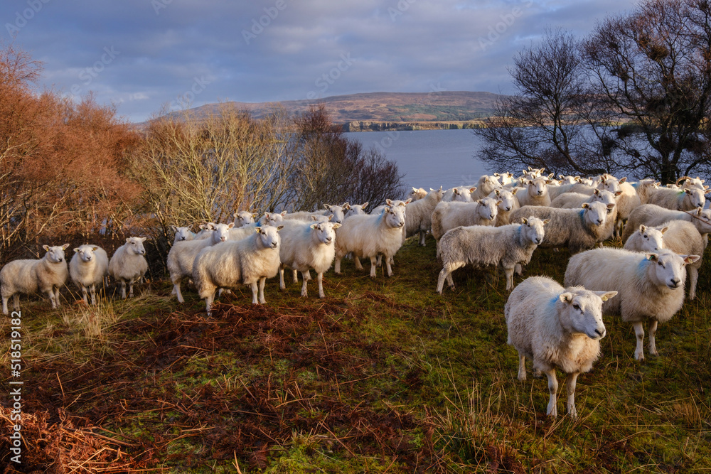 Obraz premium rebaño de ovejas, Skinidin, Loch Erghallan, isla de Skye, Highlands, Escocia, Reino Unido