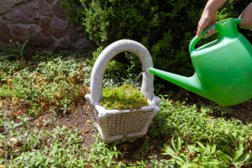 Watering decorative plants from a plastic watering can.. Watering decorative plants from a plastic watering can..