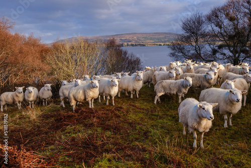rebaño de ovejas, Skinidin, Loch Erghallan, isla de Skye, Highlands, Escocia, Reino Unido