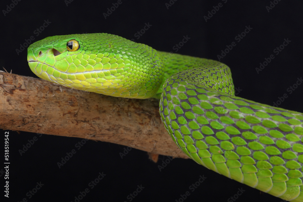Obraz premium Portrait of a White-lipped Pitviper photographed against a black background 