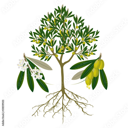 Olive tree with fruits and flowers on a white background.