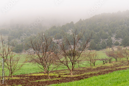Selective focus shot of trees and field.