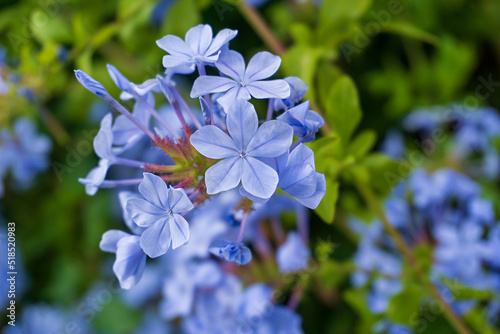 Blooming bush plumbago auriculata with pale blue flowers