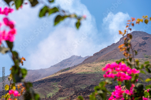 Fototapeta Naklejka Na Ścianę i Meble -  flowers in mountains