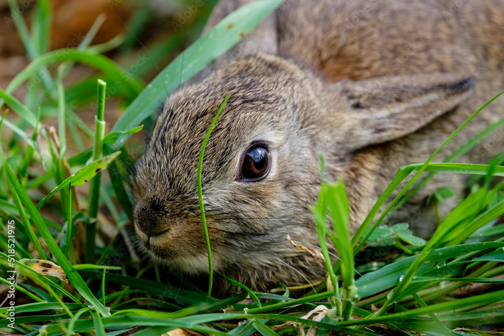 Lepus europaeus, liebre europea, Son Negre, Felanitx, Mallorca, balearic islands, Spain Lepus europaeus, liebre europea, Son Negre, Felanitx, Mallorca, balearic islands, Spain