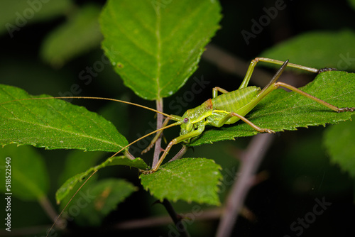 Macro photography of a grasshopper