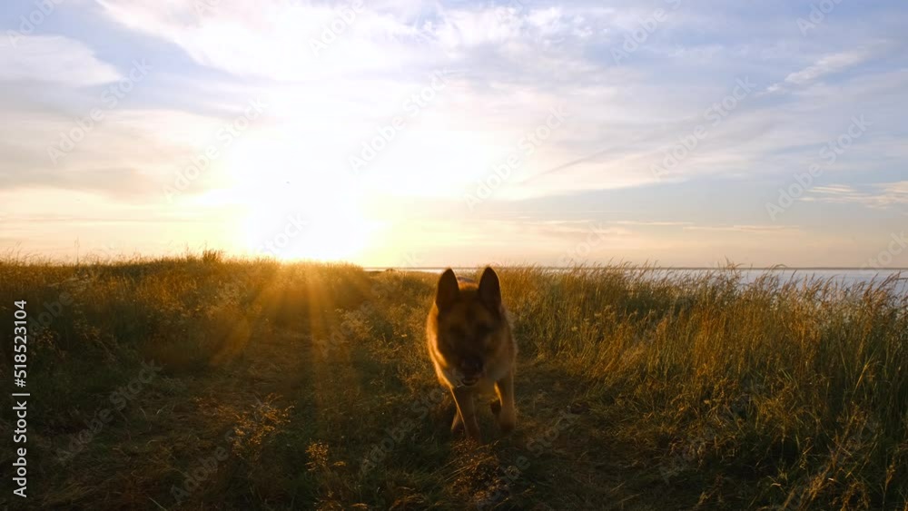 Dog sits in field at sunset and then runs merrily forward on command - come to me. Obedient thoroughbred pet. German Shepherd in park in summer without human. Dog sits in field at sunset and then runs merrily forward on command - come to me. Obedient thoroughbred pet. German Shepherd in park in summer without human.