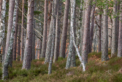 bosque de Rothiemurchus, Loch an Eilein, Parque Nacional de Cairngorms, Highlands, Escocia, Reino Unido