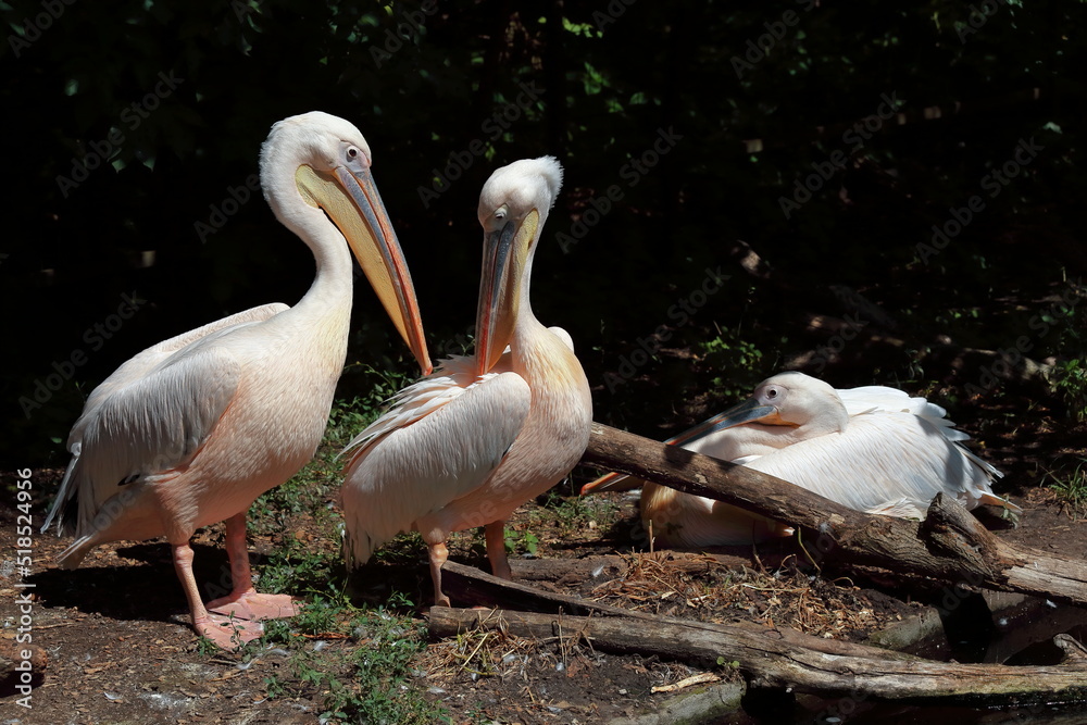 pelican on the beach