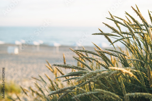 Fototapeta Naklejka Na Ścianę i Meble -  Green grass dunes on background of sandy beach of the Baltic Sea