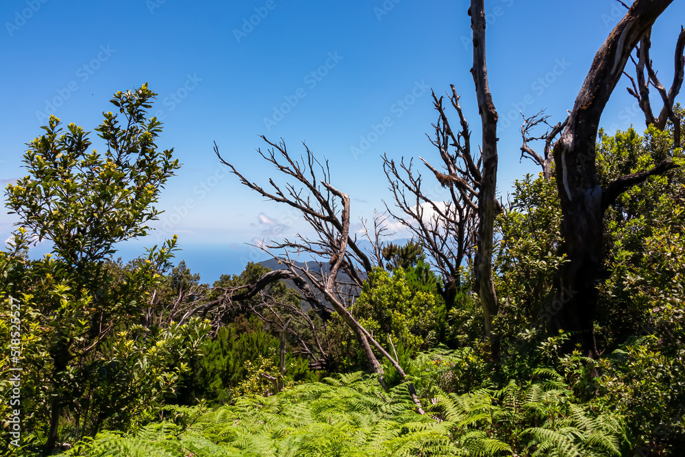 Fototapeta premium Barren tree branch with scenic view on the dense laurel forest of Garajonay National Park near Roque de Agando on La Gomera, Canary Islands, Spain, Europe. Hike in lush green tropical vegetation
