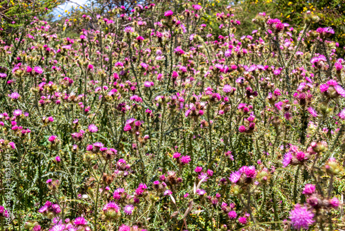 Selective focus macro view on a field of red plumeless thistles (Carduus) found in biodiverse Garajonay National Park, La Gomera, Canary Islands, Spain. Blooming spring along hiking trail on sunny day