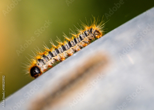 oruga procesionaria del pino (Thaumetopoea pityocampa), Algaida,  Mallorca, balearic islands, Spain photo