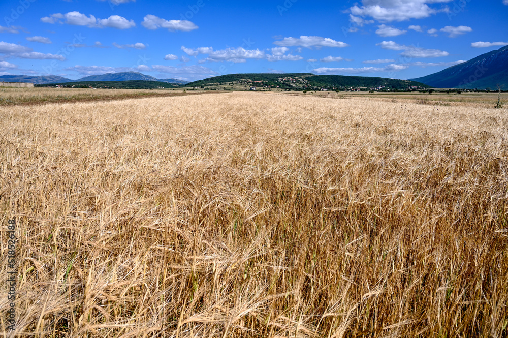 Livanjsko polje, Bosnia and Herzegovina. Cereals grow in the field.
