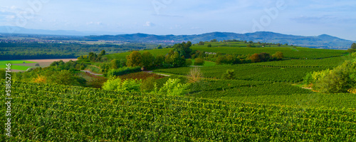 Weinberge Reben Freiburg Breisach photo