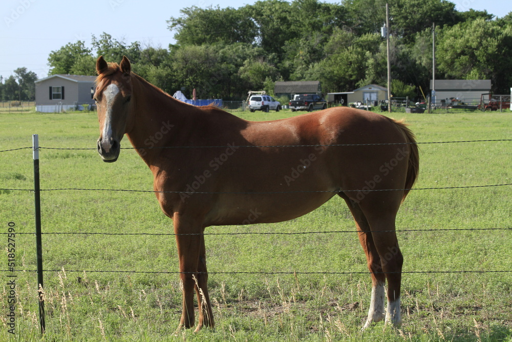 Fototapeta premium horse in the field with green grass and tree's west of Hutchinson Kansas USA out in the country.