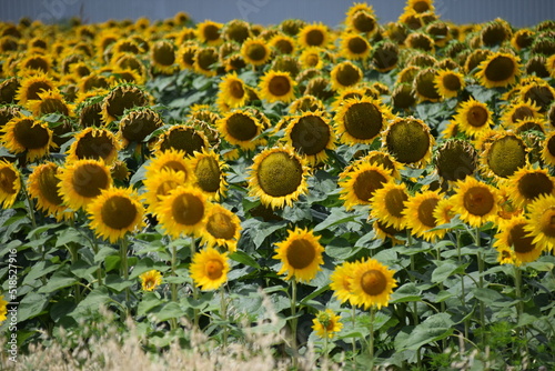 sunflowers in the field of sunflowers