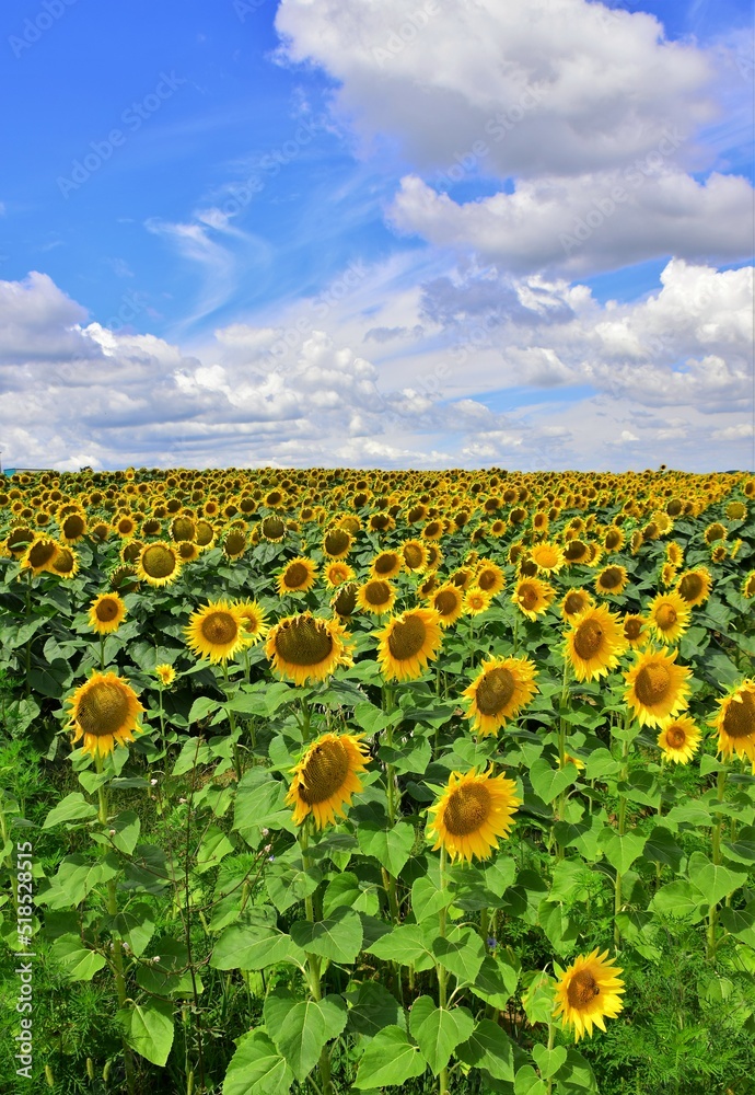 Naklejka premium sunflower field in the summer