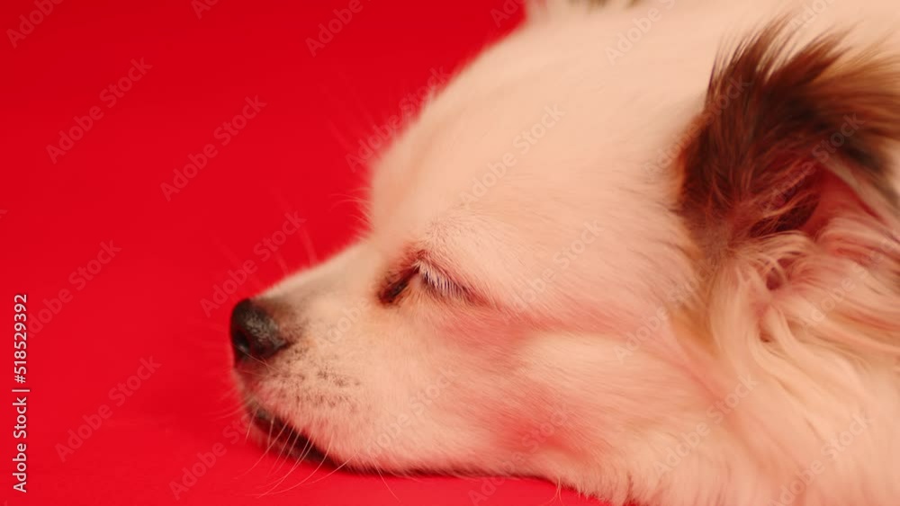 Fluffy white dog lying on red background. Relaxed spitz resting in studio. Fluffy white dog lying on red background. Relaxed spitz resting in studio.