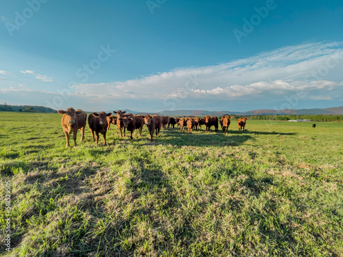 Beef cow herd in grass field