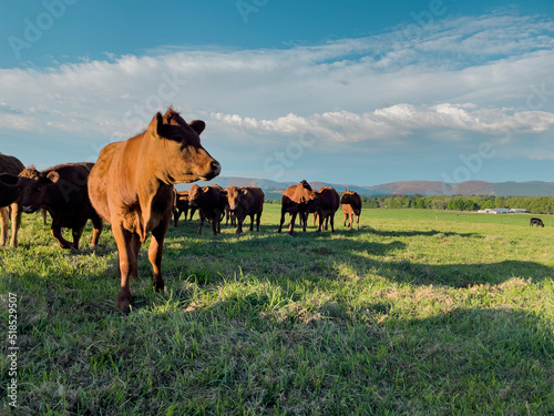 Beef cow herd in grass field