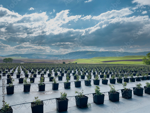 Rows of blueberry plants in pots in a field on a far