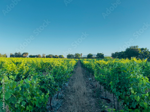 Vineyard in summer