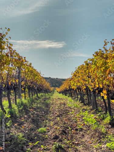 vineyard in autumn