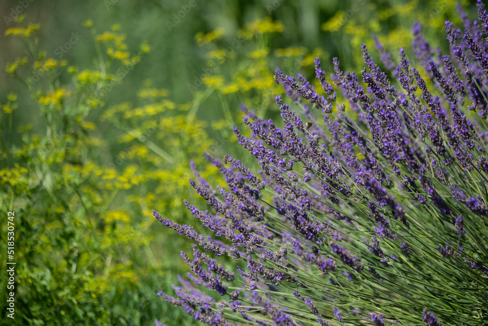 Obraz premium Flowering bushes of lavender in full sunlight