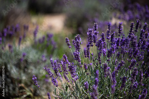 Flowering bushes of lavender in full sunlight