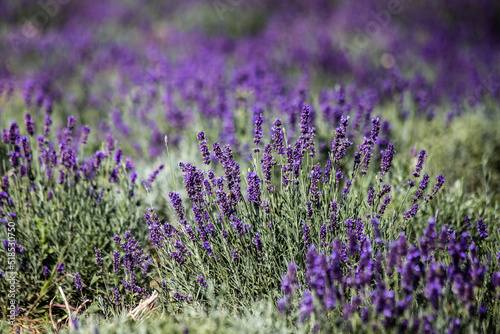 Flowering bushes of lavender in full sunlight