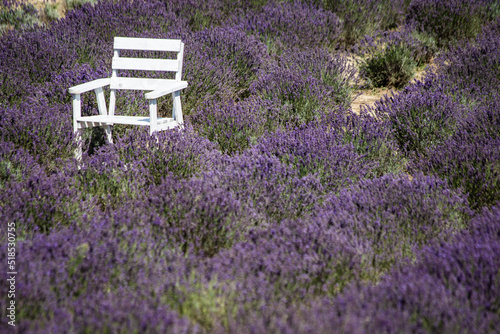 White rustic chairs among bushes of purple-blooming lavender