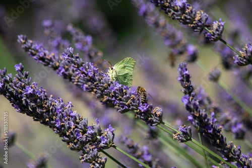Bees and butterflies on lavender flowers take pollen